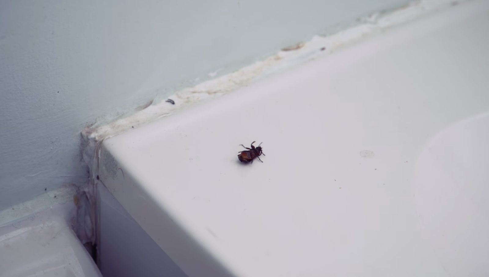 Insectasy
